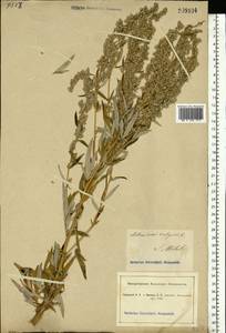 Artemisia vulgaris L., Eastern Europe, South Ukrainian region (E12) (Ukraine)