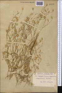 Centaurea pulchella Ledeb., Middle Asia, Syr-Darian deserts & Kyzylkum (M7) (Uzbekistan)