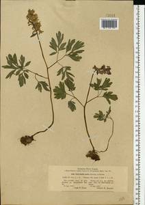 Corydalis cava (L.) Schweigg. & Körte, Eastern Europe, North Ukrainian region (E11) (Ukraine)