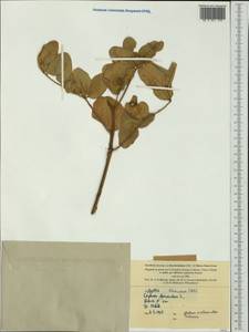Sophora tomentosa L., Australia & Oceania (AUSTR) (New Caledonia)