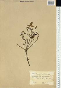 Rhododendron dauricum L., Siberia, Yakutia (S5) (Russia)
