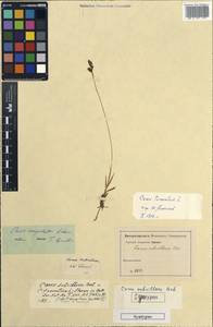 Carex filiformis L., Crimea (KRYM) (Russia)