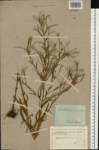 Epilobium palustre L., Eastern Europe, South Ukrainian region (E12) (Ukraine)