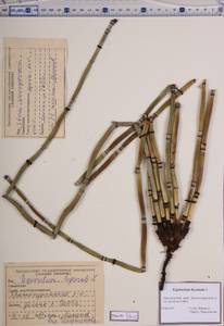 Equisetum hyemale L., Siberia, Altai & Sayany Mountains (S2) (Russia)