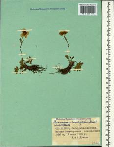 Ranunculus brachylobus Boiss. & Hohen., Caucasus, Stavropol Krai, Karachay-Cherkessia & Kabardino-Balkaria (K1b) (Russia)