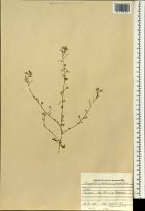 Malcolmia grandiflora (Bunge) Kuntze, South Asia, South Asia (Asia outside ex-Soviet states and Mongolia) (ASIA) (Iraq)