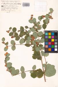 Symphoricarpos albus (L.) C. Koch, Eastern Europe, Moscow region (E4a) (Russia)