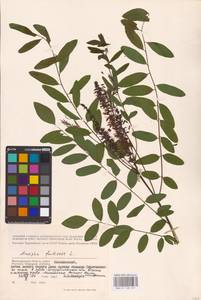 Amorpha fruticosa L., Eastern Europe, Lower Volga region (E9) (Russia)