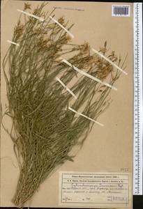 Cylindrocarpa sewerzowii (Regel) Regel, Middle Asia, Western Tian Shan & Karatau (M3) (Kazakhstan)