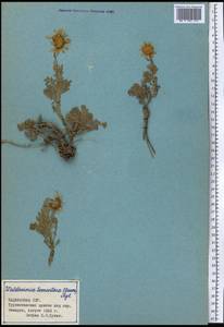 Waldheimia tomentosa (Decne.) Regel, Middle Asia, Pamir & Pamiro-Alai (M2) (Tajikistan)