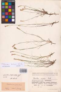 Dianthus borbasii Vandas, Eastern Europe, Lower Volga region (E9) (Russia)