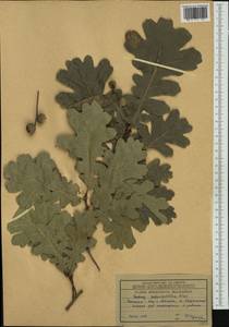 Quercus robur subsp. pedunculiflora (K.Koch) Menitsky, Western Europe (EUR) (Bulgaria)