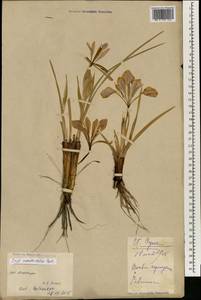 Iris ventricosa Pall., South Asia, South Asia (Asia outside ex-Soviet states and Mongolia) (ASIA) (China)