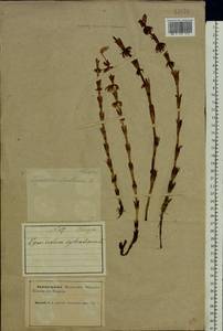 Equisetum sylvaticum L., Eastern Europe, Northern region (E1) (Russia)
