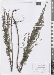 Artemisia pontica L., Eastern Europe, Central forest-and-steppe region (E6) (Russia)