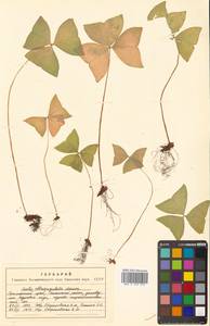 Oxalis obtriangulata Maxim., Siberia, Russian Far East (S6) (Russia)