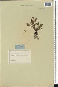 Viola hirta L., Siberia, Western Siberia (S1) (Russia)