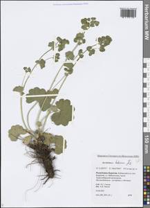 Alchemilla hebescens Juz., Siberia, Baikal & Transbaikal region (S4) (Russia)