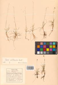 Carex williamsii Britton, Siberia, Russian Far East (S6) (Russia)