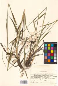 Eriophorum latifolium Hoppe, Eastern Europe, Moscow region (E4a) (Russia)