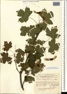 Acer campestre L., Caucasus, Armenia (K5) (Armenia)