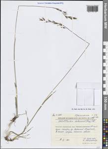 Helictochloa dahurica (Kom.) Romero Zarco, Siberia, Chukotka & Kamchatka (S7) (Russia)