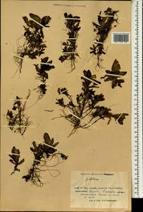 Epilobium, South Asia, South Asia (Asia outside ex-Soviet states and Mongolia) (ASIA) (China)