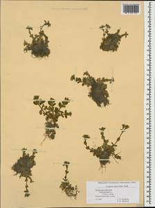 Cerastium glomeratum Thuill., Caucasus, Black Sea Shore (from Novorossiysk to Adler) (K3) (Russia)