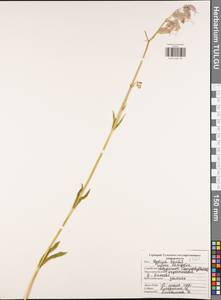 Silene latifolia, Eastern Europe, Central region (E4) (Russia)