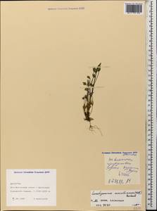 Lomatogonium carinthiacum (Wulfen) Reichenb., Caucasus, Dagestan (K2) (Russia)