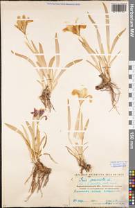 Iris pumila L., Eastern Europe, North Ukrainian region (E11) (Ukraine)