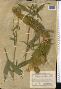 Dipsacus strigosus Willd., Middle Asia, Caspian Ustyurt & Northern Aralia (M8) (Kazakhstan)