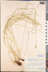 Carex spicata subsp. spicata, Eastern Europe, North Ukrainian region (E11) (Ukraine)