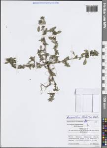 Amaranthus blitoides S.Watson, Eastern Europe, Middle Volga region (E8) (Russia)