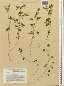 Trifolium retusum L., Caucasus, Stavropol Krai, Karachay-Cherkessia & Kabardino-Balkaria (K1b) (Russia)