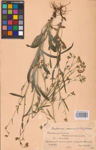 Bupleurum falcatum L., Eastern Europe, Central forest-and-steppe region (E6) (Russia)