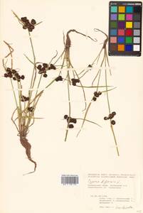 Cyperus difformis L., Siberia, Russian Far East (S6) (Russia)