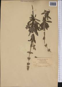 Salvia mellifera Greene, America (AMER) (United States)