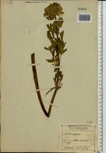 Euphorbia palustris L., Eastern Europe, Central region (E4) (Russia)