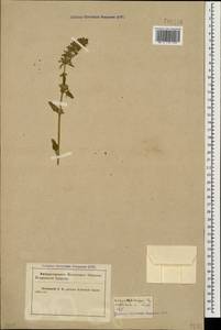 Dracocephalum thymiflorum L., Caucasus, Krasnodar Krai & Adygea (K1a) (Russia)