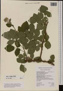 Rubus ulmifolius Schott, Western Europe (EUR) (United Kingdom)
