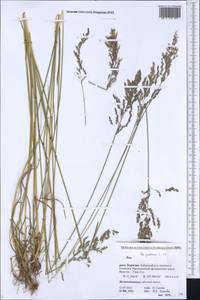 Poa pratensis L., Siberia, Baikal & Transbaikal region (S4) (Russia)