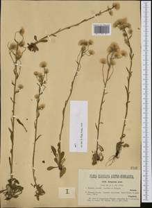 Erigeron acris L., Western Europe (EUR) (Hungary)
