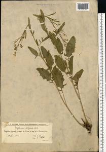 Sisymbrium volgense M.Bieb. ex E.Fourn., Eastern Europe, Lower Volga region (E9) (Russia)