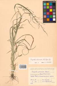 Eragrostis cilianensis (All.) Janch., Siberia, Russian Far East (S6) (Russia)