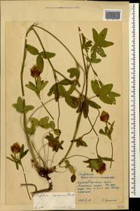 Trifolium ochroleucon subsp. ochroleucon, Caucasus, Krasnodar Krai & Adygea (K1a) (Russia)
