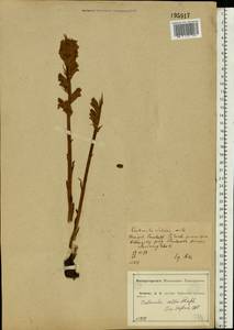Orobanche alba Steph. ex Willd., Eastern Europe, Central forest-and-steppe region (E6) (Russia)