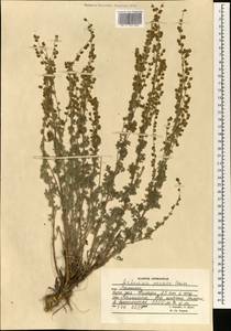 Artemisia persica Boiss., South Asia, South Asia (Asia outside ex-Soviet states and Mongolia) (ASIA) (Afghanistan)