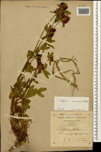 Trifolium ochroleucon subsp. ochroleucon, Caucasus, Georgia (K4) (Georgia)
