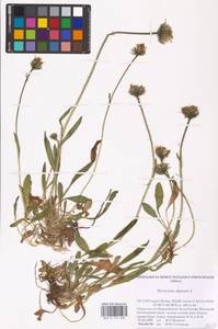 Hieracium alpinum L., Eastern Europe, Northern region (E1) (Russia)